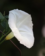 12th Oct 2020 - October 12: Moonflower or Morning Glory