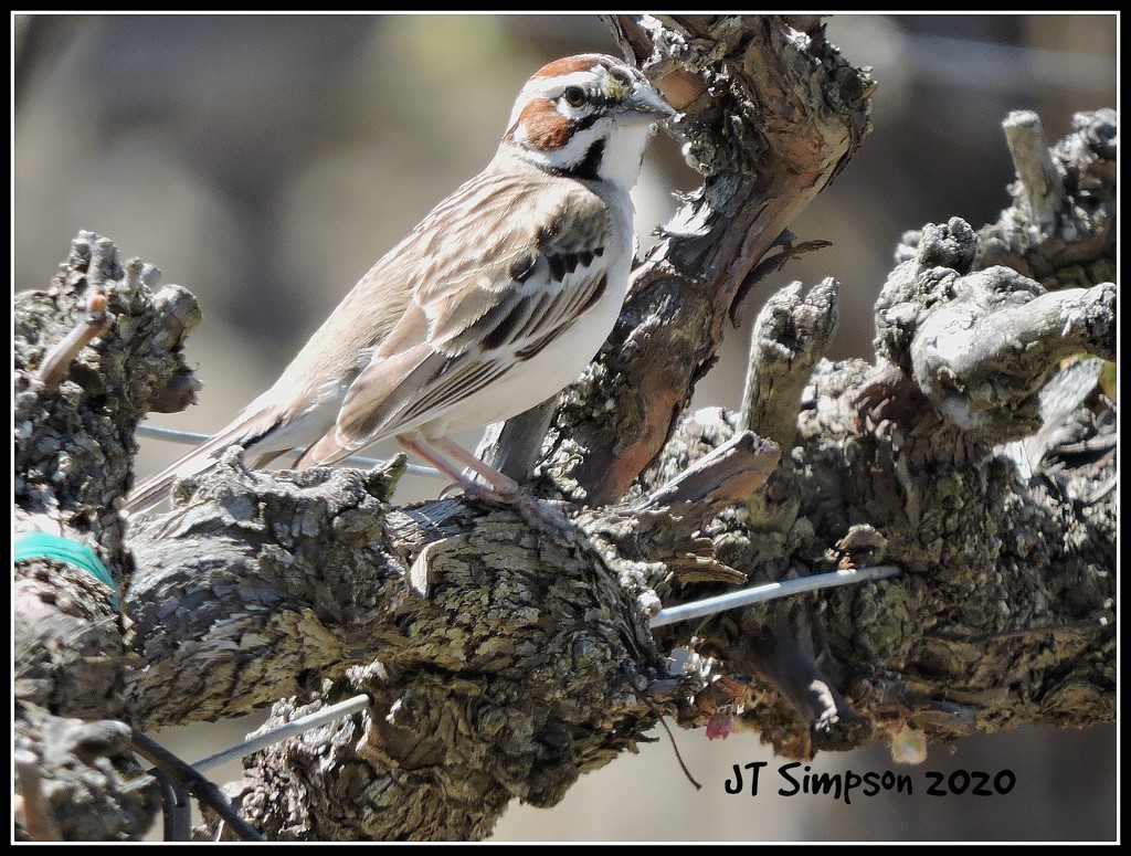Lark Sparrow On The Vine... by soylentgreenpics