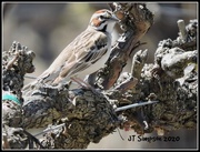 8th Dec 2020 - Lark Sparrow On The Vine...