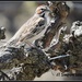 Lark Sparrow On The Vine... by soylentgreenpics