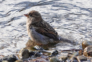 5th Dec 2020 - House Sparrow bathing