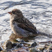 House Sparrow bathing by annepann