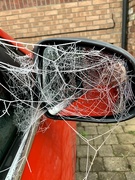8th Dec 2020 - Oh what a tangled web!