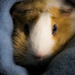 Merry the guinea pig  by novab