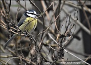 8th Dec 2020 - Waiting his turn at the feeder 