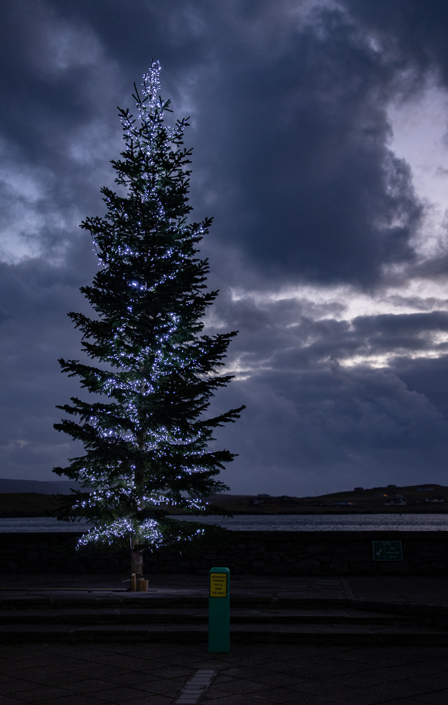 Scalloway's Tree by lifeat60degrees