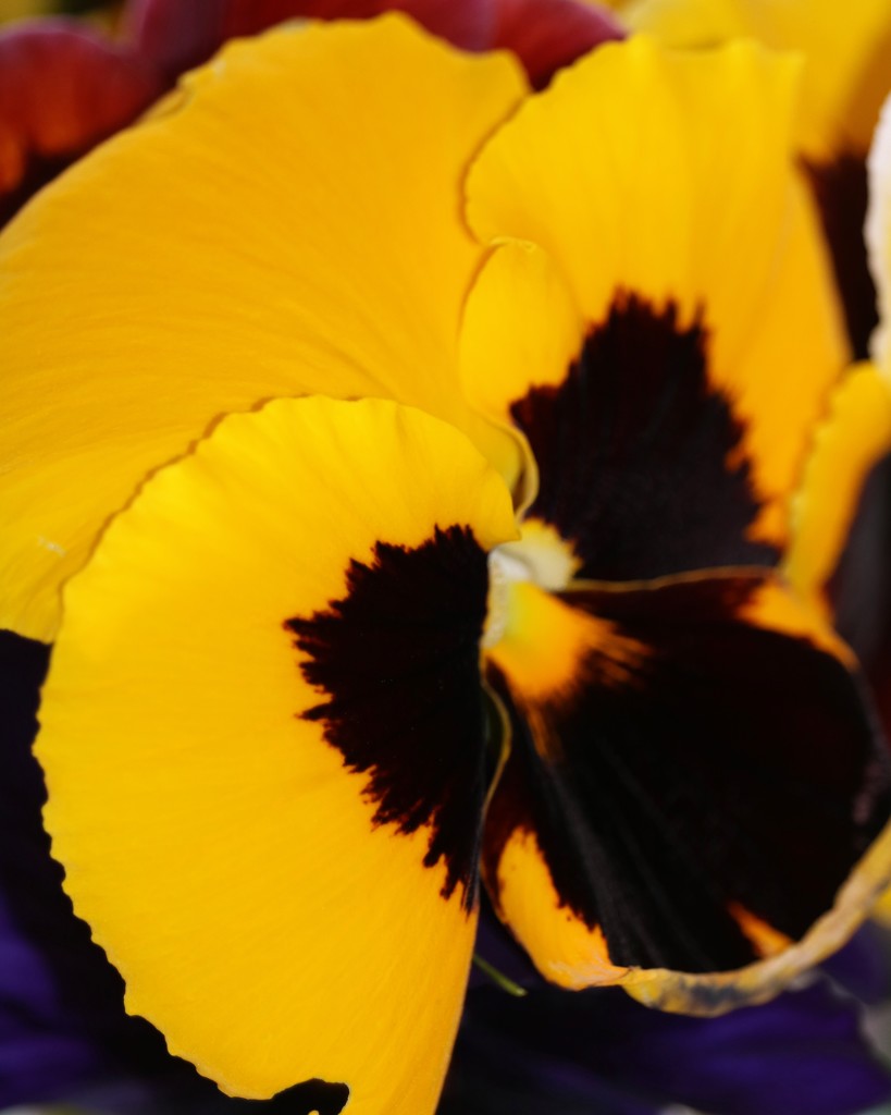 December 8: Pansy by daisymiller