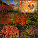 Backyard Autumn Colors  by jyokota