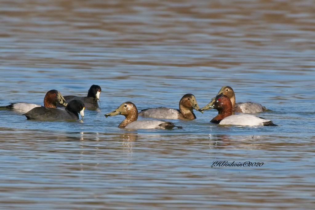 LHG-6117Canvasback Group by rontu