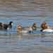 LHG-6117Canvasback Group by rontu