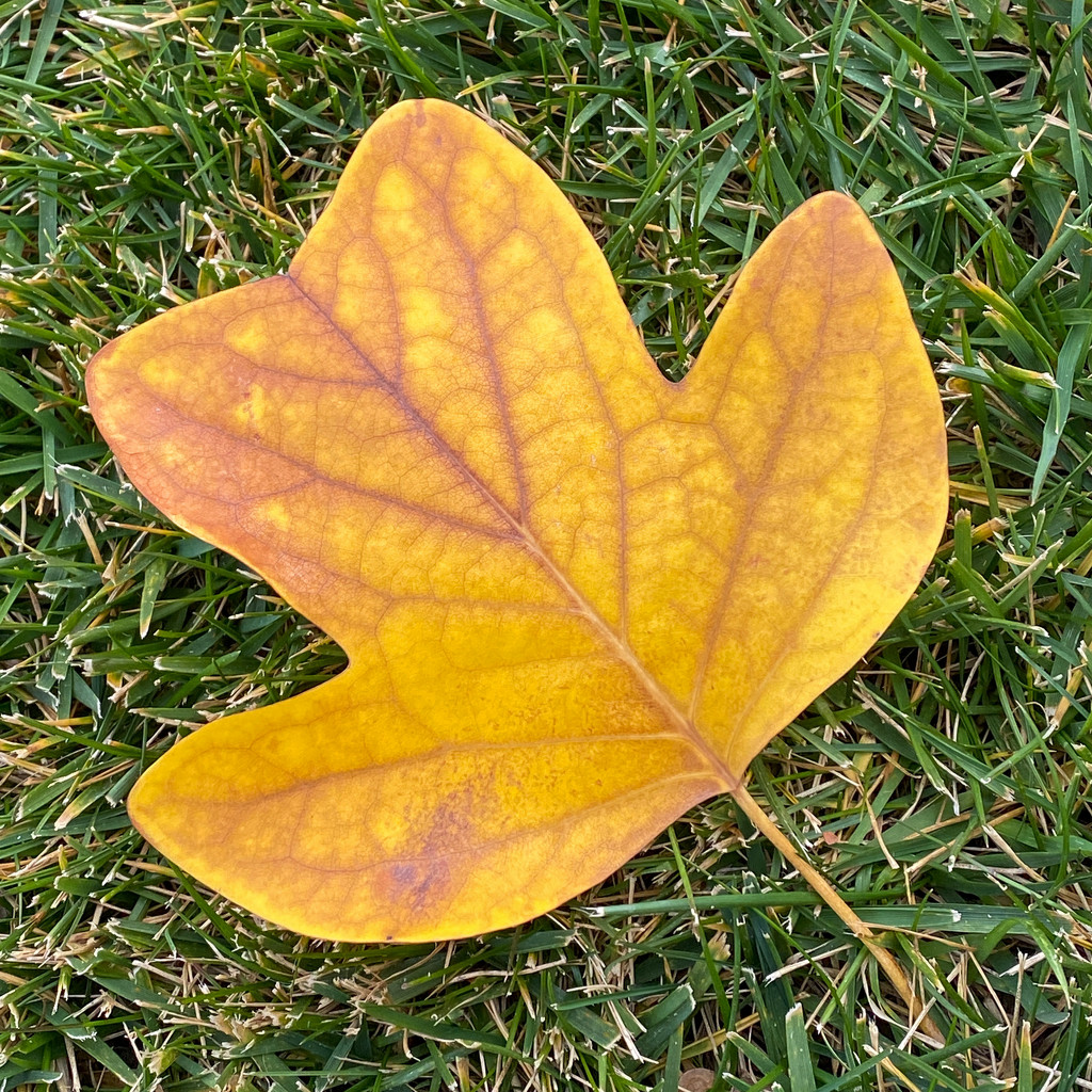 Leaf by shutterbug49