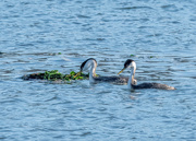 8th Dec 2020 - Pair of Western Grebes