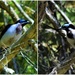 Blue-faced Honey Eater ~ by happysnaps