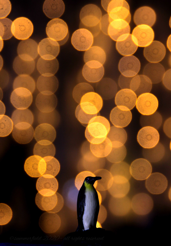"you did say it's bokeh overload" by summerfield