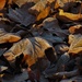 Frosty Leaves in the Morning by granagringa