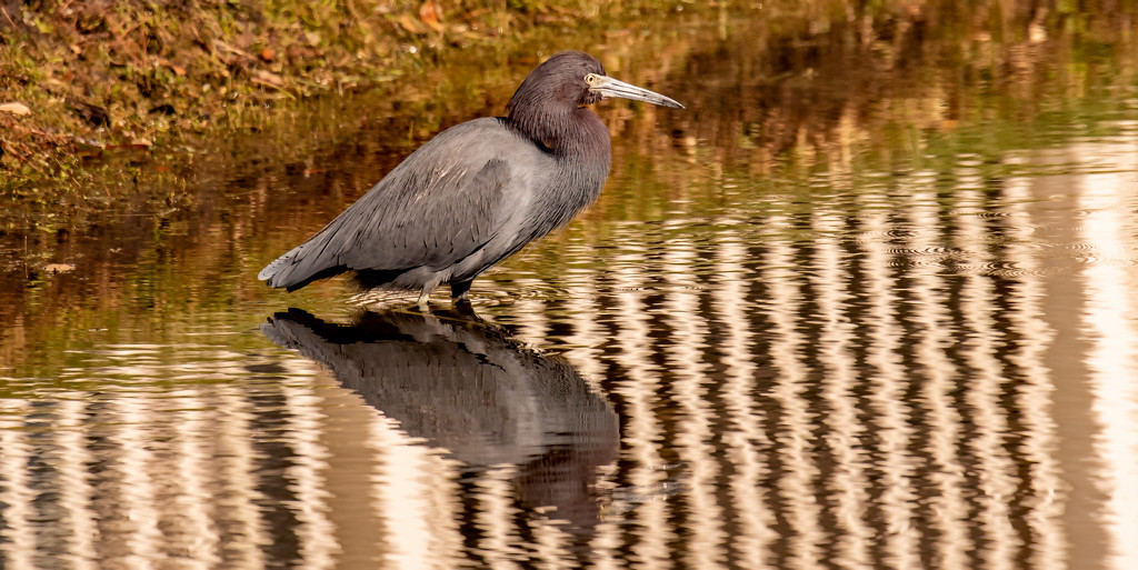 Little Blue Heron, Scavaging for Food! by rickster549