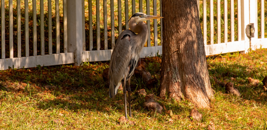 Blue Heron in the Shade! by rickster549