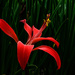 Red lily by maureenpp