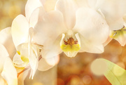 9th Dec 2020 - Orchids up close