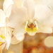 Orchids up close by ludwigsdiana