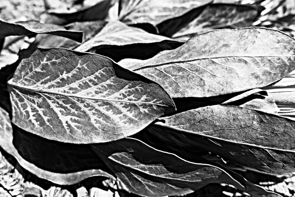 Leaves by lmsa