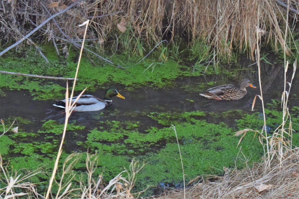 Mallard couple in the ditch by sandlily