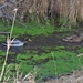 Mallard couple in the ditch by sandlily
