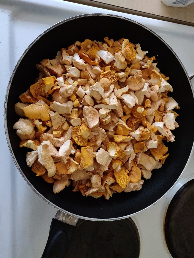 Mushrooms in a pan by annelis