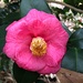Camellia by congaree