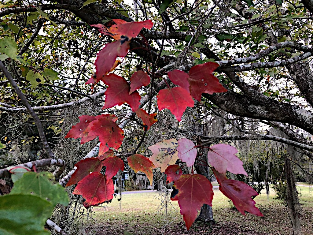 Swamp maple leaves:  our most colorful tree n Autumn by congaree