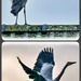 Heron by carolmw