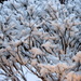 My burning bush covered in snow by bruni