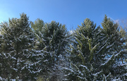 9th Dec 2020 - Snow on pines