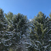 Snow on pines by mittens