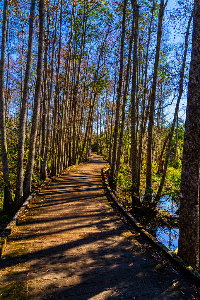 Swamp Boardwalk by k9photo