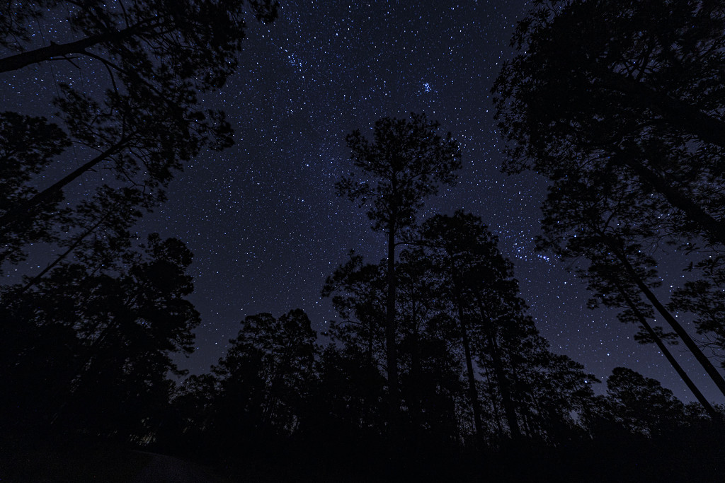 Okefenokee Night Sky by kvphoto