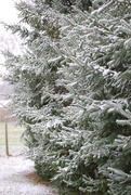 9th Dec 2020 - early season snowfall .2 incles