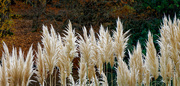 9th Dec 2020 - 2012 - Pampas Grass