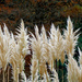 2012 - Pampas Grass by bob65