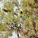 Western Bluebird by blueberry1222