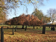 6th Nov 2020 -  Autumn in Basford Cemetery