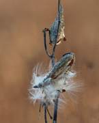 9th Dec 2020 - milkweed seeds