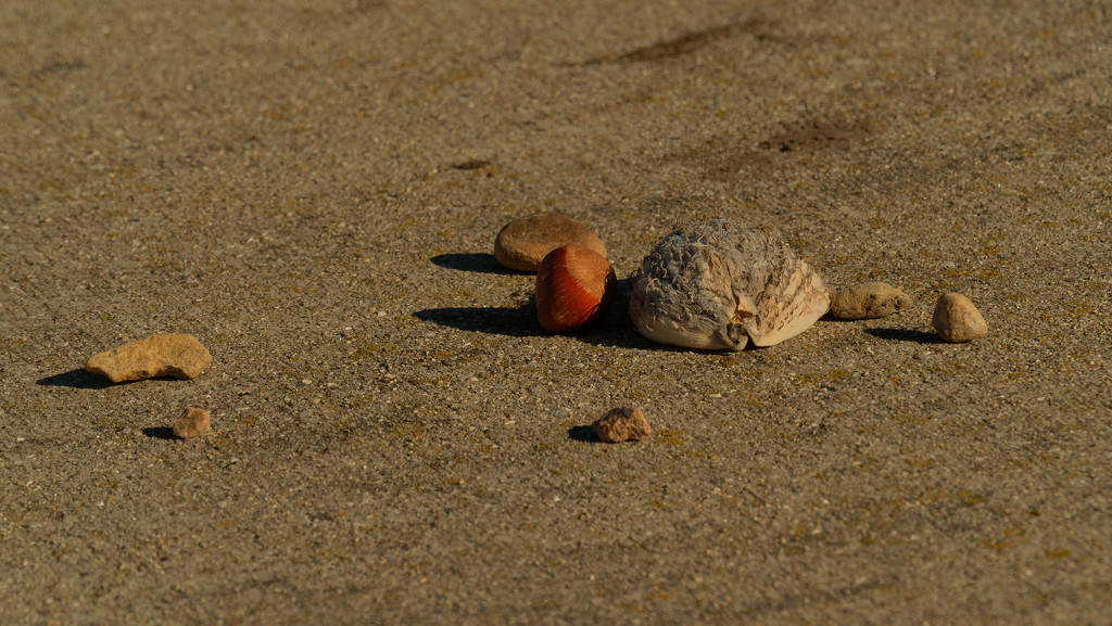 still life: milkweed pod, a nut and some stones by rminer