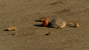 9th Dec 2020 - still life: milkweed pod, a nut and some stones