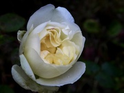 9th Dec 2020 - White rose at dusk