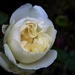 White rose at dusk by snowy