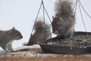 9th Dec 2020 - Squirrels Are Taking Over