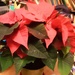 Red Poinsettia  by grace55
