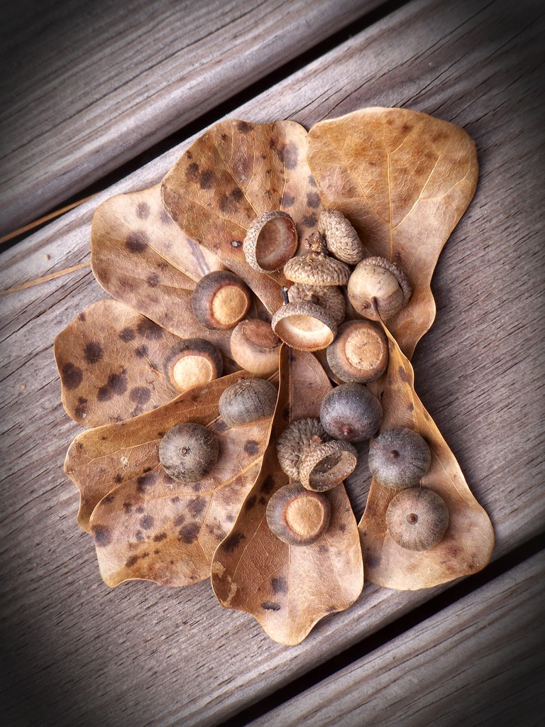 Water oak leaves and acorns... by marlboromaam
