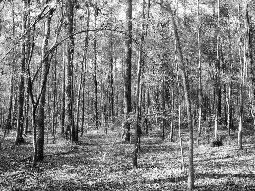 The woods... by marlboromaam